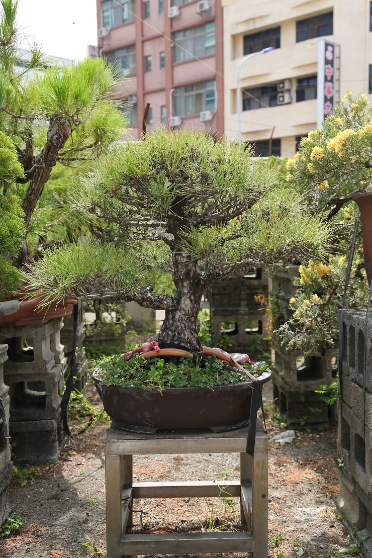 黑松 小型盆栽。人氣店家松雲苑的黑松景觀盆栽、小型盆栽有最棒的商品。快到日本NO.1的Rakuten樂天市場的安全環境中盡情網路購物，使用樂天信用卡選購優惠更划算！