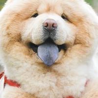 銀ちゃんファンクラブ