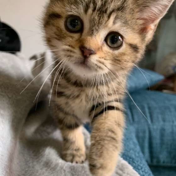 いつもと態度が違う 猫かぶってる と思った行動やしぐさ ねこのきもちnews