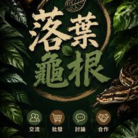 落葉龜根｜陸龜🐢兩棲爬蟲爬寵交流批發