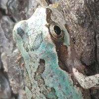 生き物が好きな人・飼育してる人のオプ！