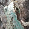 生き物が好きな人・飼育してる人のオプ！