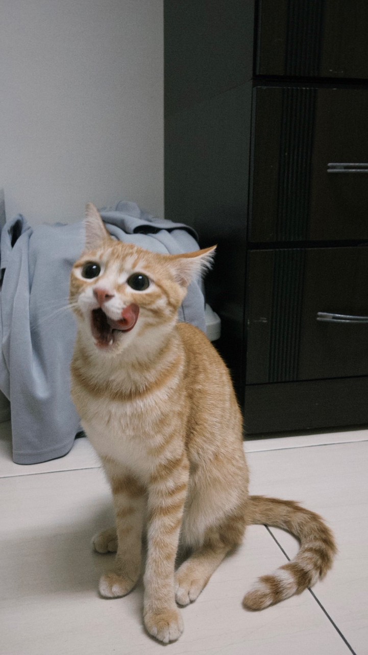 黃貓貓貓🐱