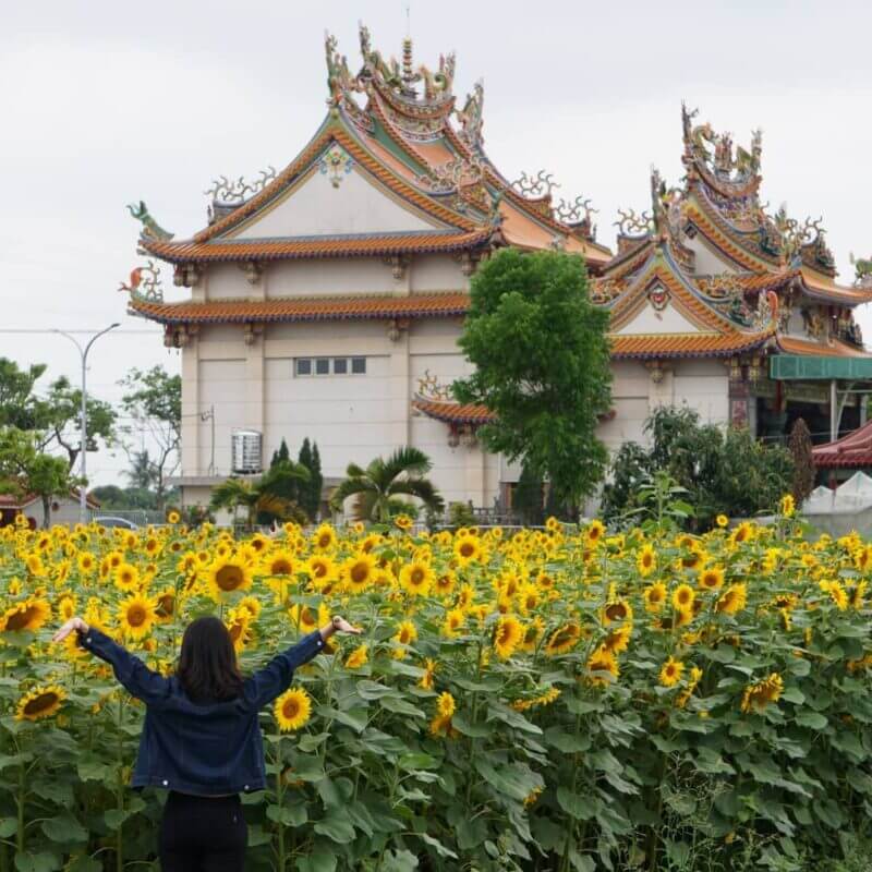 全台向日葵懶人包｜新營姑爺里