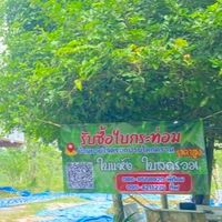 บ้านยายใจใบกระท่อม