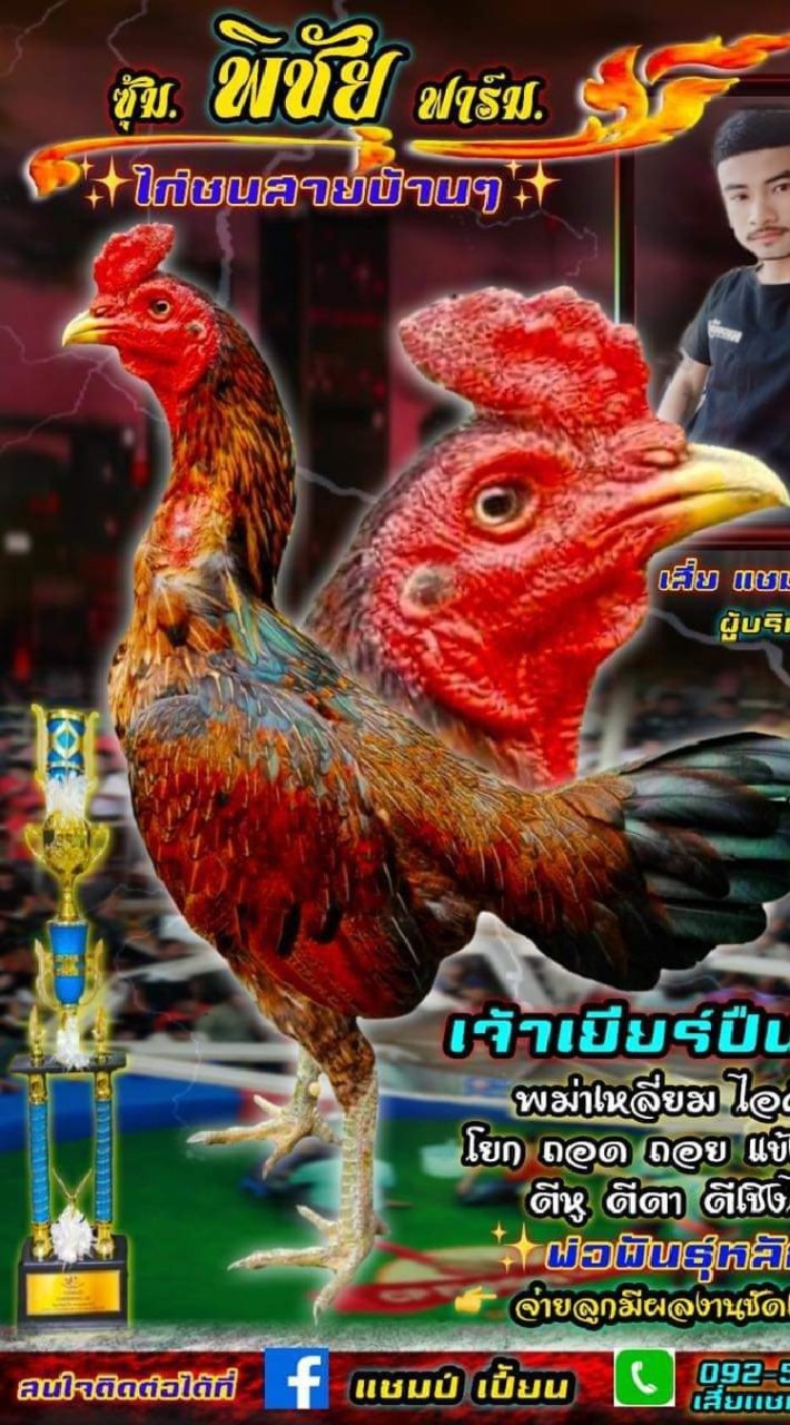 OpenChat 🎉เปิดแบ่งไก่ชน ซุ้มพิชัยฟาร์ม🐓🏆