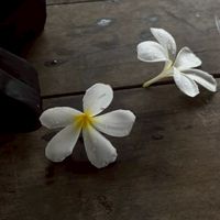 หมู่บ้าน ฟ้าส่าง ( โรลเพลย์ )