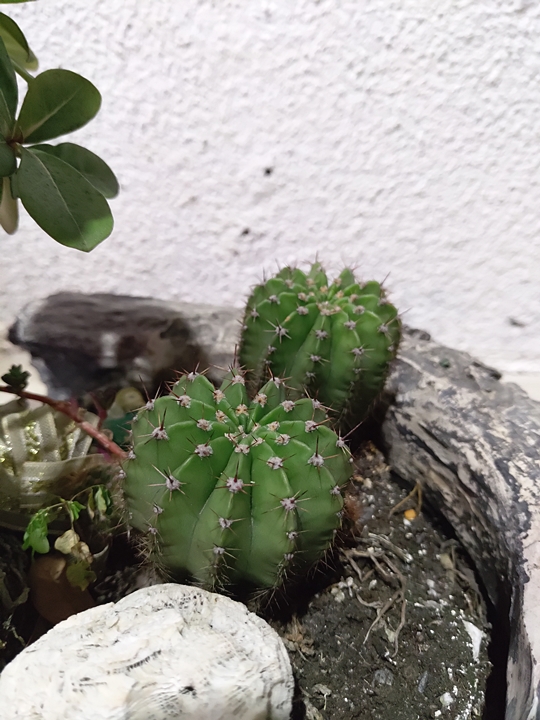 Nokia 8.1 加上蔡司認證的雙主鏡頭拍照更進化、續航力表現出色