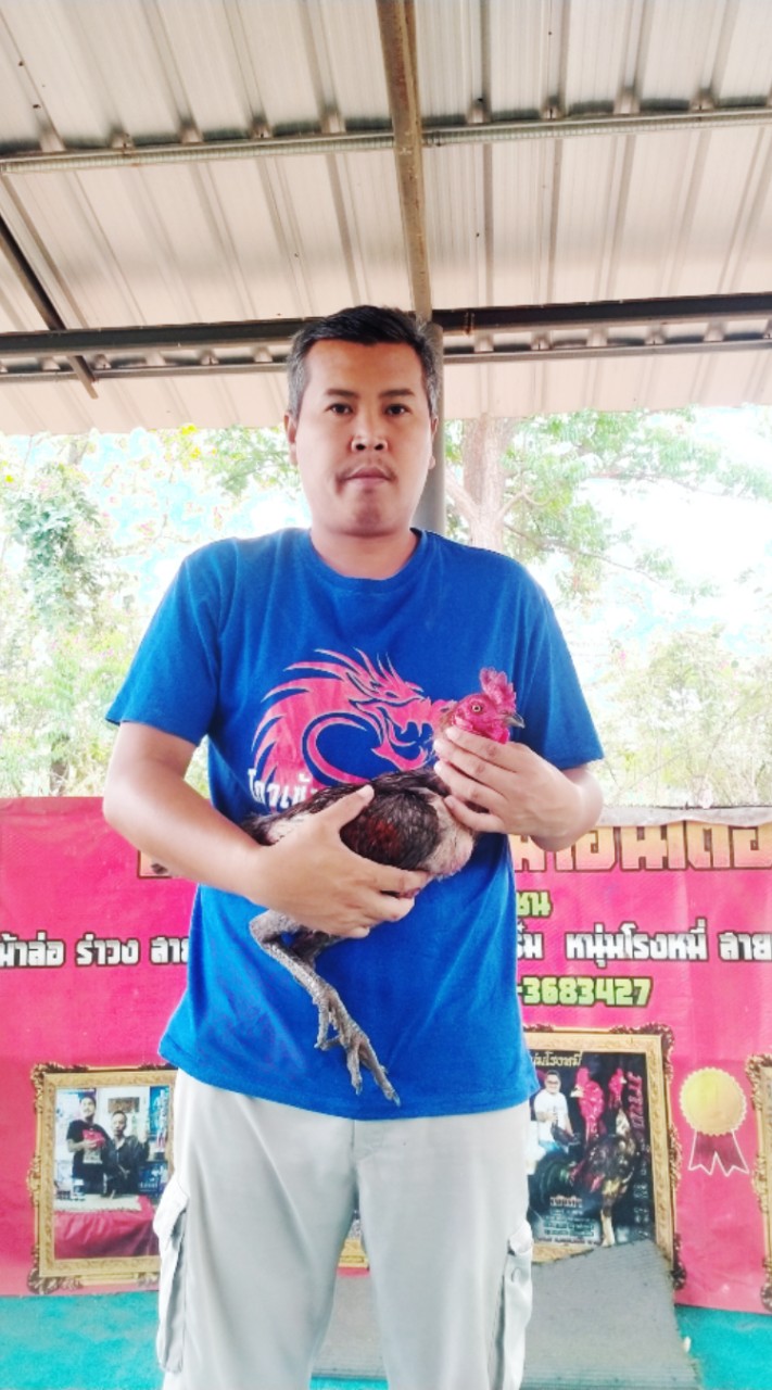 ไก่ชนเทพลีลา  พม่าเหนือเวหา