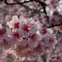 115-03-04武界雲海民宿