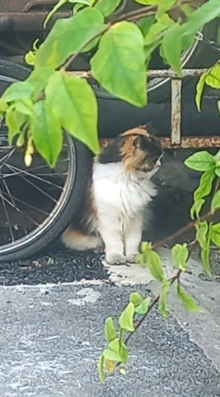 บ้านแมว💖🐈