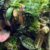 パルダリウムやアクアリウムをメインに金魚、メダカ、生き物何でも部屋🌱😊