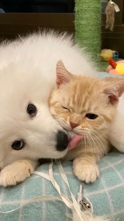 OpenChat โน่แจนมีอยุ่จริงครับหมอ