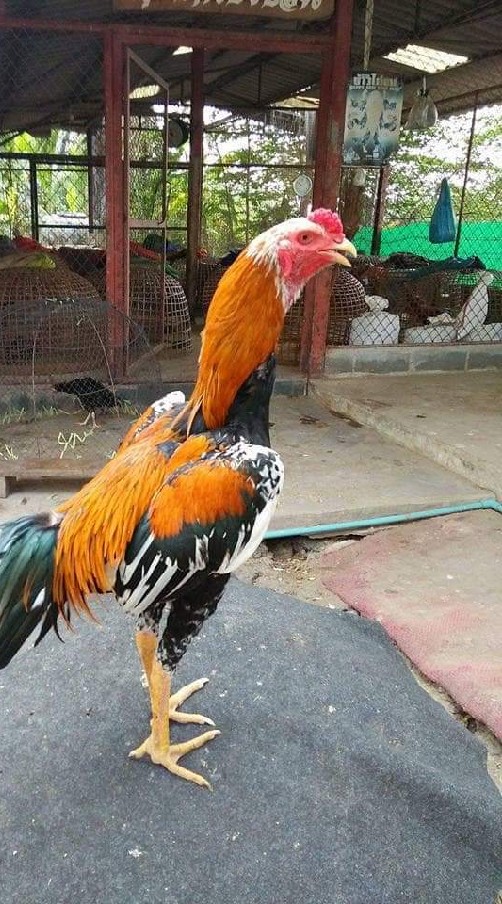 ตลาดซื้อขายไก่ชนประกวดและอนุรักษ์ไทยแท้ๆ
