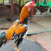 ตลาดซื้อขายไก่ชนประกวดและอนุรักษ์ไทยแท้ๆ
