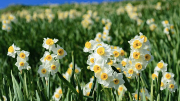 瀨戶內海 灘黒岩水仙鄉 面向瀨戶內海的日本三大水仙花海 Line購物