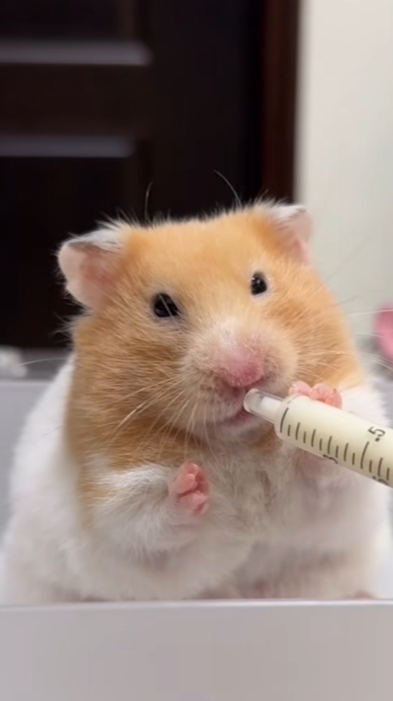 鼠教