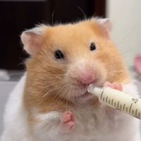 鼠教