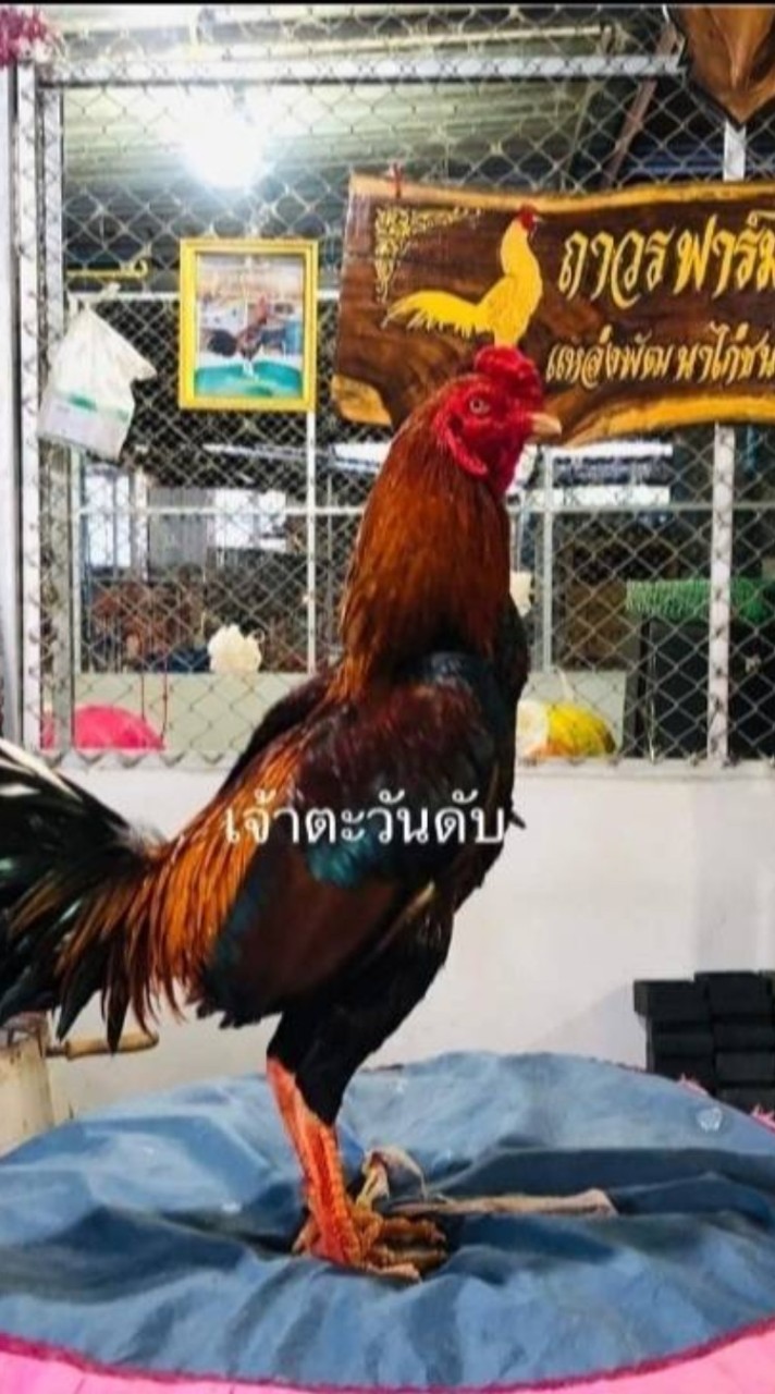 ไก่ชน "ถาวรฟาร์มราชบุรี"