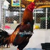 ไก่ชน "ถาวรฟาร์มราชบุรี"