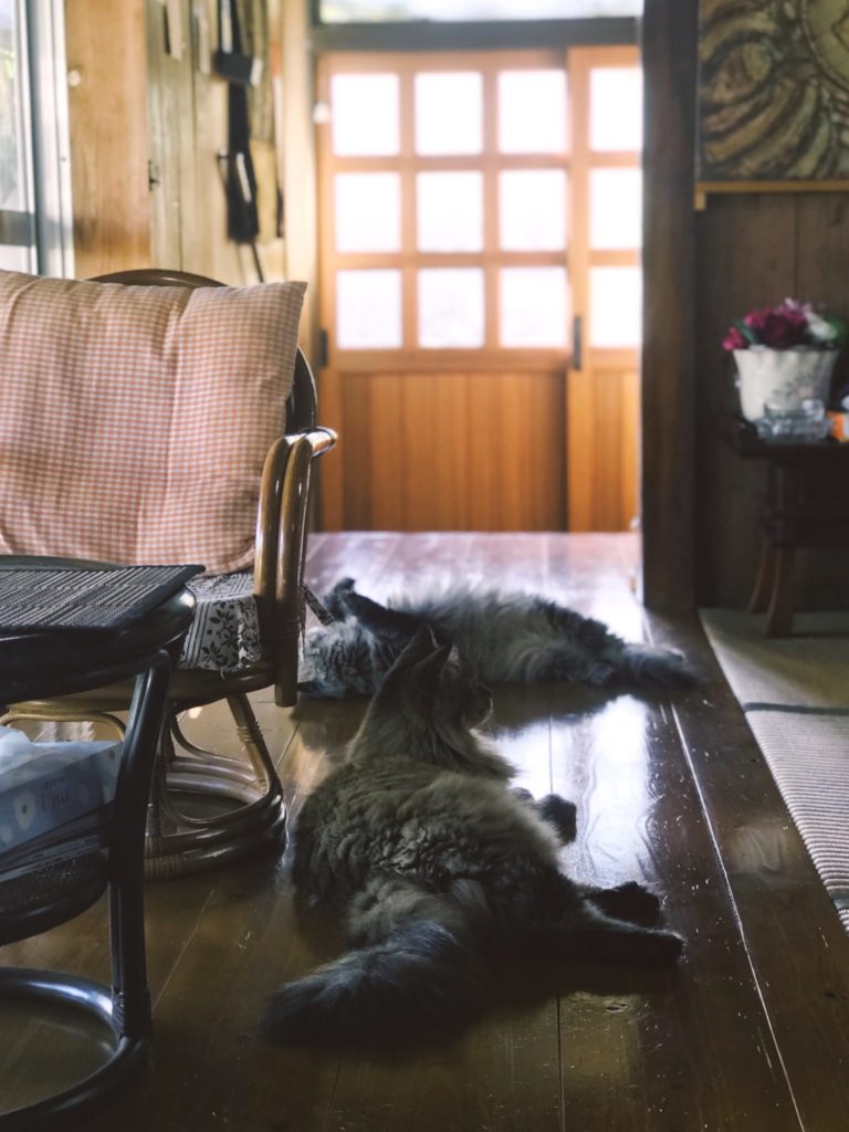 沖繩私房景點：金城町石疊道的貓咪咖啡廳「音猫 Music Cafe」