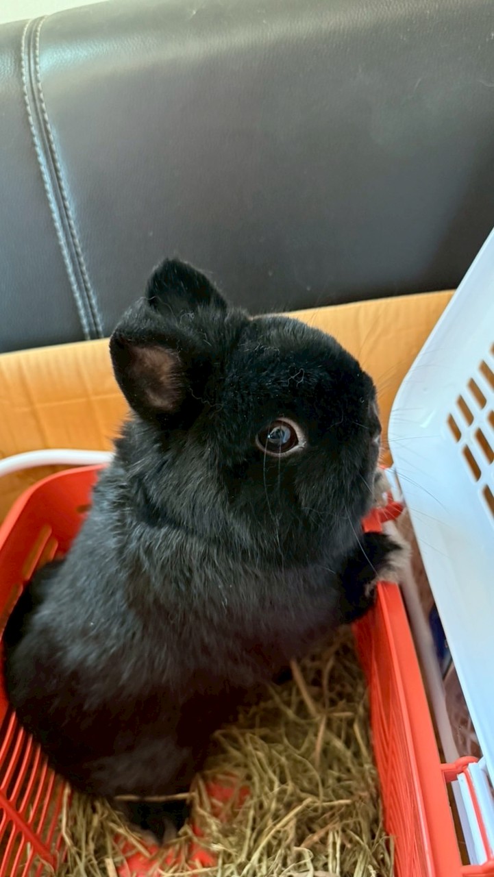 9Tales Rabbitry - Premium Netherland Dwarf