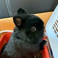 9Tales Rabbitry - Premium Netherland Dwarf