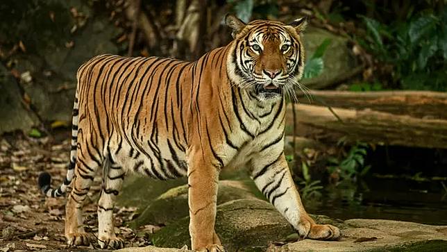 ♔ Arti mimpi digigit macan hitam