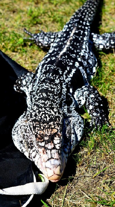TEGUS THAILAND