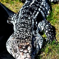 TEGUS THAILAND