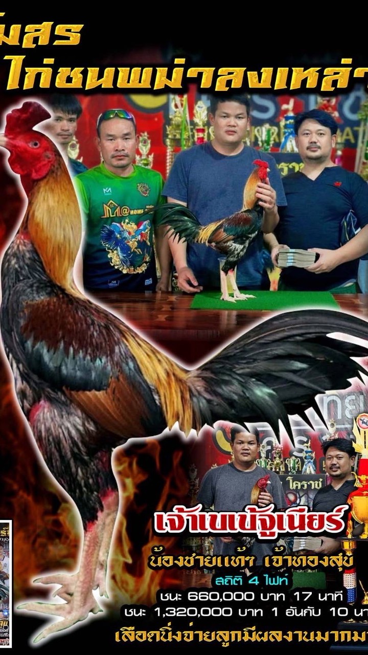 สโมสรไก่ชนพม่าลงเหล่า เจ้าเบเบ้🏆