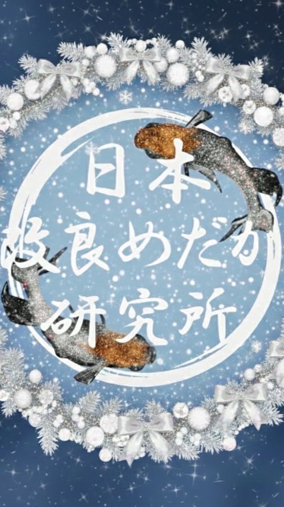 日め研めだか日和