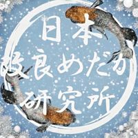 日め研めだか日和