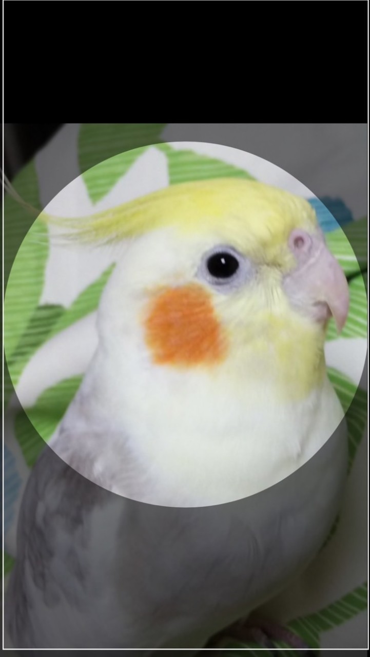 ぴーちゃんず