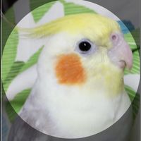 ぴーちゃんず
