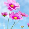 早安音樂笑話正能量
