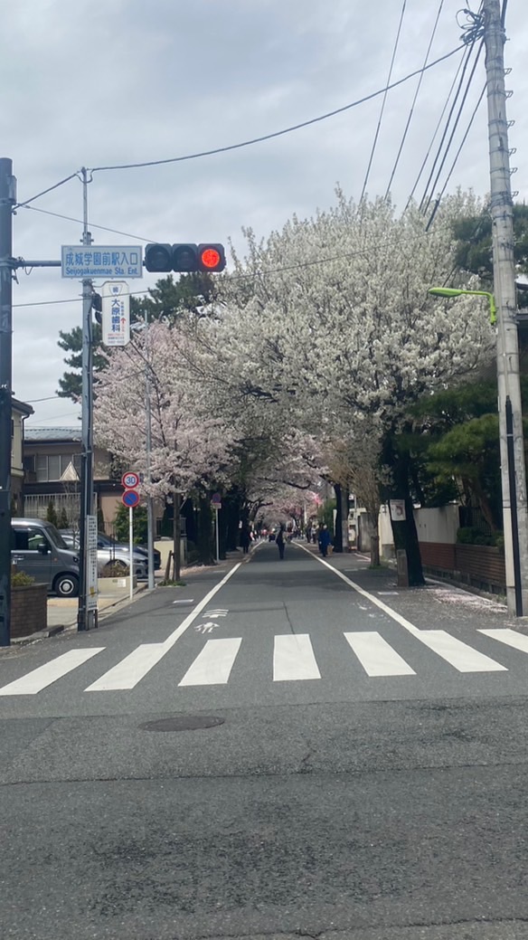 世田谷区成城🌸(砧・祖師ヶ谷・仙川・喜多見など)情報共有ルーム🌸