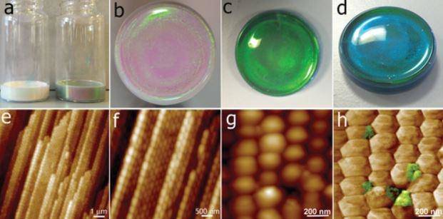 8300 Koleksi Gambar Burung Merak Yang Mudah Ditiru HD Terbaru