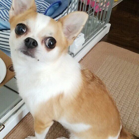 犬の驚くべき生態4選 いぬのきもちnews