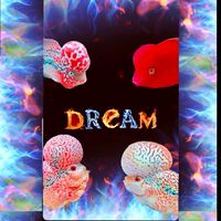 夢幻花羅漢競標群