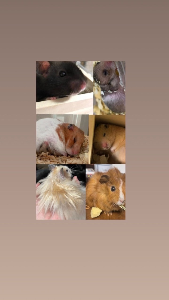 齧歯類飼ってる人で楽しくお話する会