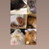齧歯類飼ってる人で楽しくお話する会
