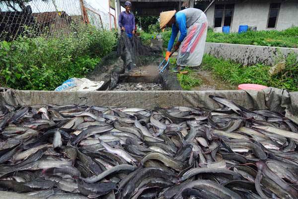Kisah Pemilik Efishery Modal Rp400 000 Hingga Raih Pendanaan Us 30 Juta Bisnis Com Line Today