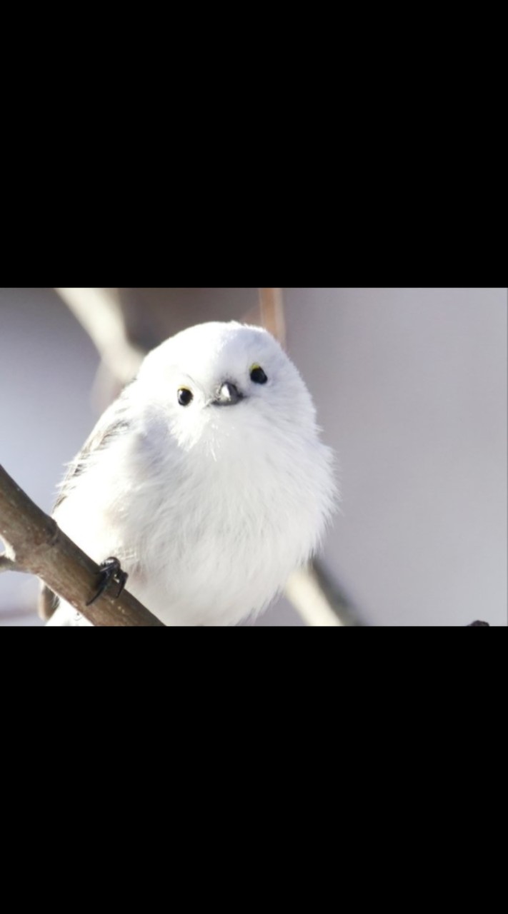 【つぶやきの部屋】