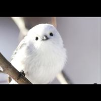 【つぶやきの部屋】
