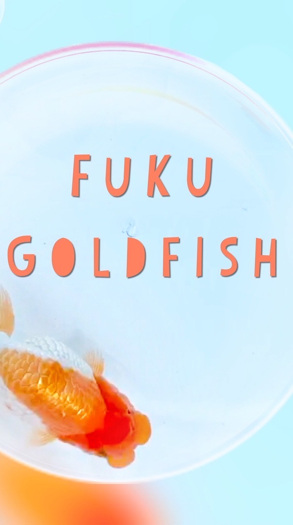 Fuku Goldfish