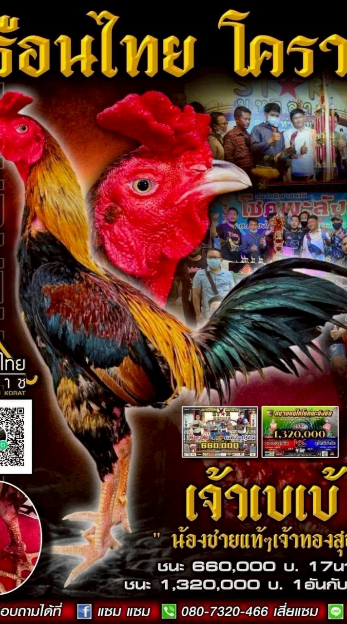 ทักษนัย ทีเด็ด99 ไก่ชนสายเลือดเงินล้านราคาจับต้องได้