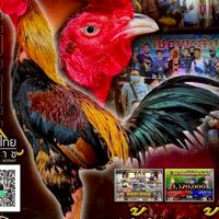 ทักษนัย ทีเด็ด99 ไก่ชนสายเลือดเงินล้านราคาจับต้องได้