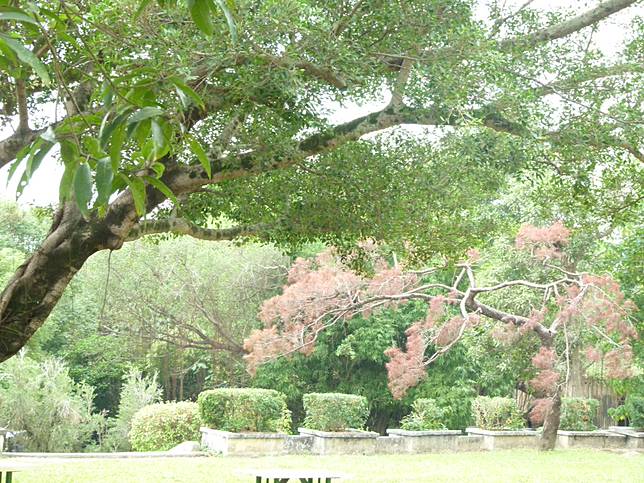 虎埤短文 中華日報 Line Today