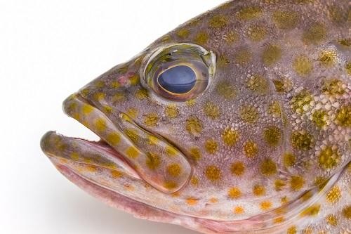 高級魚で有名なハタの仲間 オオモンハタ には高確率で 虫 がいる 食べる前に知っておきたい寄生虫の真実とは オリーブオイルをひとまわしニュース